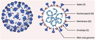 Maternal Transmission of SARS-CoV-2: Safety of Breastfeeding in Infants Born to Infected Mothers